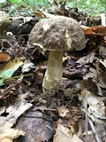 Leccinellum crocipodium image