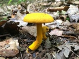 Aureoboletus auriflammeus image