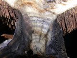 Hydnellum suaveolens image