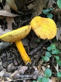 Aureoboletus auriflammeus image