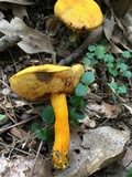 Aureoboletus auriflammeus image