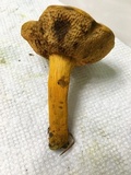 Aureoboletus auriflammeus image