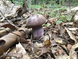 Tylopilus plumbeoviolaceus image