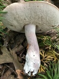 Tylopilus violatinctus image