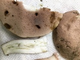 Tylopilus violatinctus image