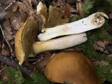 Boletus gertrudiae image