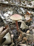 Aureoboletus russellii image