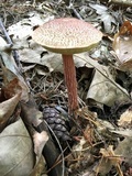 Aureoboletus russellii image