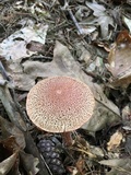 Aureoboletus russellii image