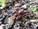 Psathyrella bipellis image