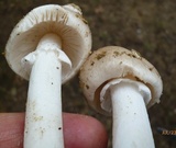 Amanita spreta image