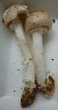 Amanita spreta image