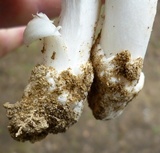 Amanita spreta image