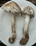 Amanita submaculata image