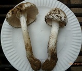 Amanita submaculata image