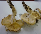 Leucopaxillus albissimus image