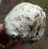 Amanita submaculata image
