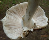 Amanita submaculata image