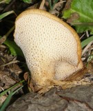 Polyporus tuberaster image