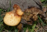 Polyporus tuberaster image