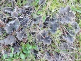 Peltigera praetextata image