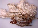 Peltigera praetextata image