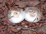 Agaricus californicus image