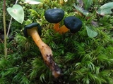 Leotia viscosa image