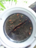 Cryphonectria parasitica image