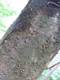 Cryphonectria parasitica image