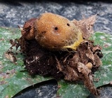Syzygites megalocarpus image