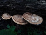 Daedalea quercina image