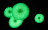 Mycena chlorophos image