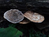 Daedalea quercina image