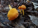 Humidicutis marginata var. concolor image
