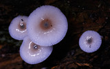 Mycena chlorophos image