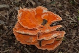 Laetiporus cincinnatus image