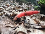 Mutinus elegans image
