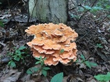 Laetiporus cincinnatus image
