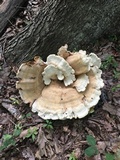 Bondarzewia berkeleyi image