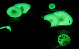 Mycena chlorophos image