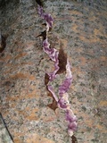 Chondrostereum purpureum image