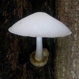 Volvariella bombycina image