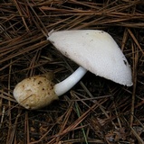 Volvariella bombycina image