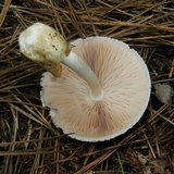 Volvariella bombycina image