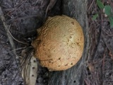 Suillus americanus image