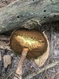 Suillus americanus image