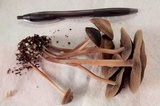 Panaeolus subbalteatus image