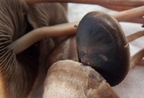 Panaeolus subbalteatus image