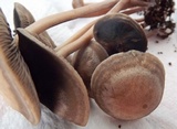 Panaeolus subbalteatus image
